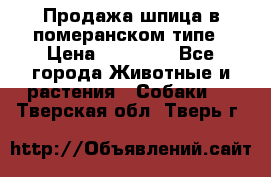 Продажа шпица в померанском типе › Цена ­ 20 000 - Все города Животные и растения » Собаки   . Тверская обл.,Тверь г.